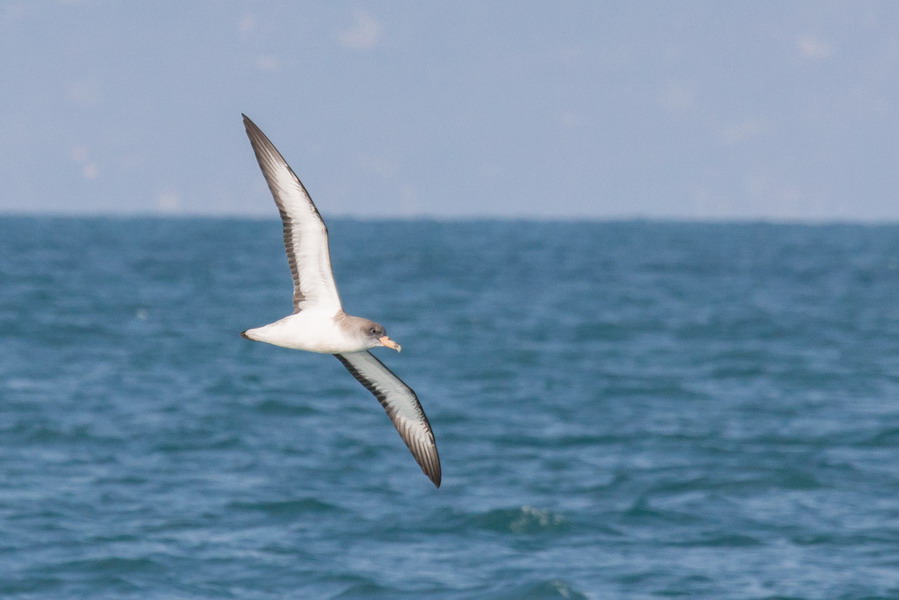 Soggetti in movimento sul mare..